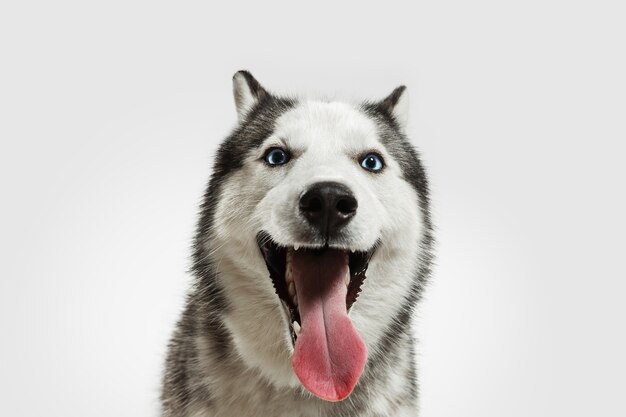 Pazzo felice. Il cane da compagnia husky è in posa. Cagnolino grigio bianco giocoso sveglio o animale domestico che gioca sul fondo bianco dello studio. Concetto di movimento, azione, movimento, amore per gli animali domestici. Sembra felice, felice, divertente.