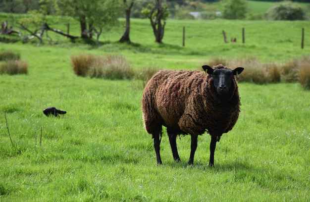 Pecora marrone scuro e nera in piedi in un campo di erba in Inghilterra.