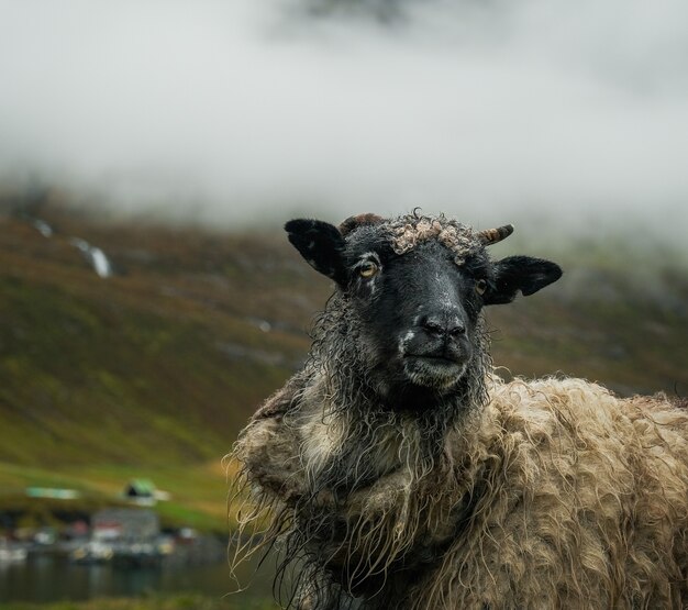 Pecore al pascolo in montagna