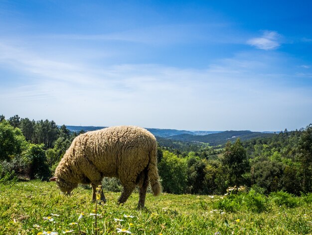 Pecore al pascolo in un campo erboso durante il giorno