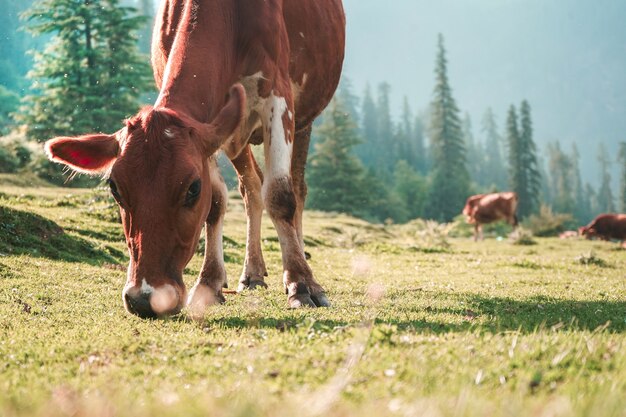 Pecore al pascolo in un campo verde con alberi in uno sfondo