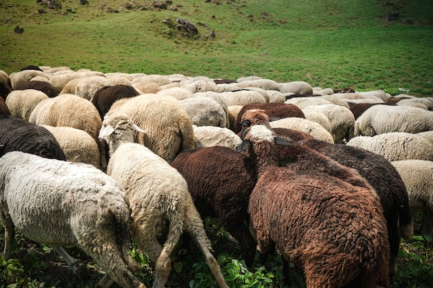 Pecore al pascolo in un greenfield