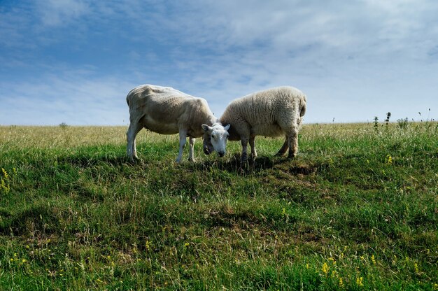 Pecore al pascolo nel campo verde durante il giorno