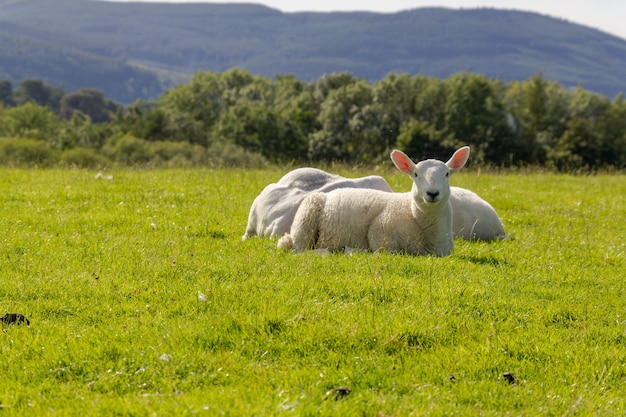 Pecore bianche che si siedono sull'erba verde fresca nel distretto del lago