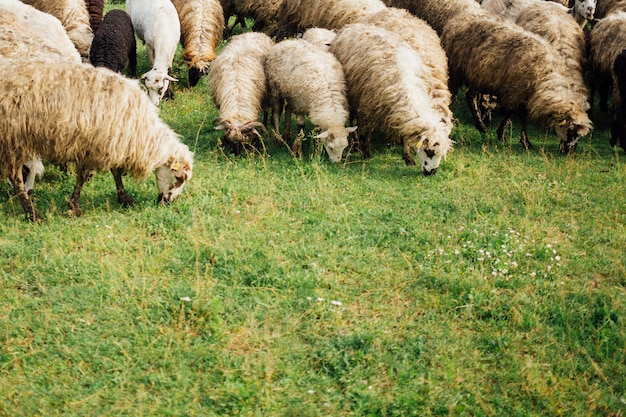 Pecore del primo piano che mangiano erba sul pascolo