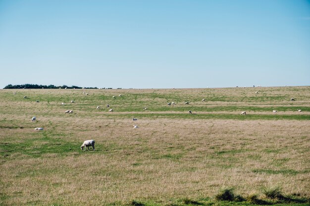 pecore nel campo di erba