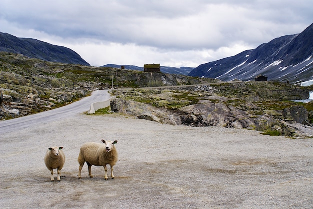 Pecore sulla strada circondata da alte montagne rocciose in Atlantic Ocean Road, Norvegia