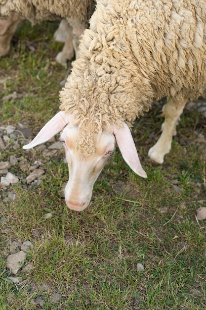 Pecore sveglie ad alto angolo nel campo