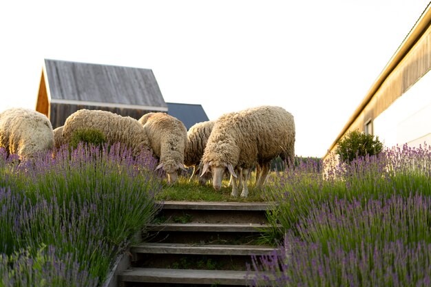 Pecore sveglie che mangiano nel campo di lavanda