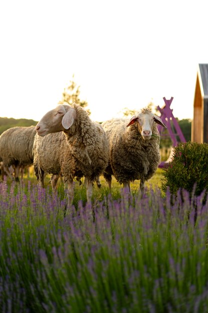 Pecore sveglie nel campo di lavanda