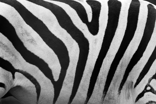 Pelle di una zebra