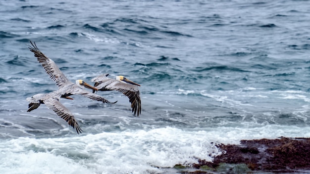 Pellicani volanti e oceano sullo sfondo