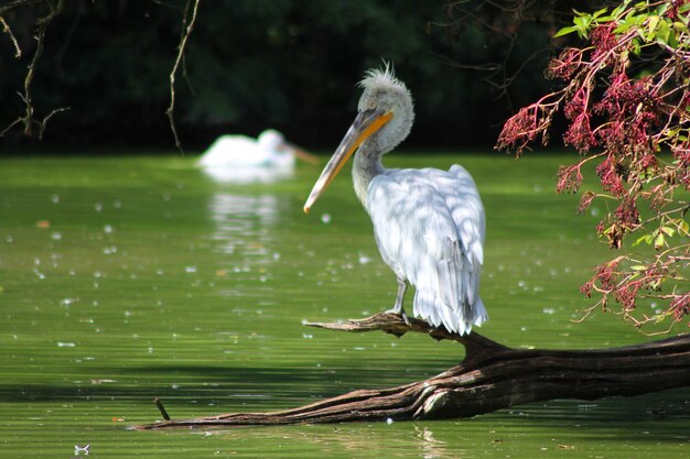 Pellicano scontroso bianco che si appollaia su un pezzo di legno vicino al lago