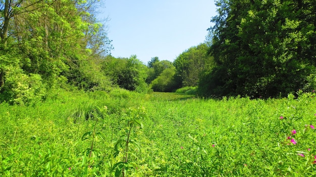 Pendii della collina con erbe e alberi in una giornata di sole