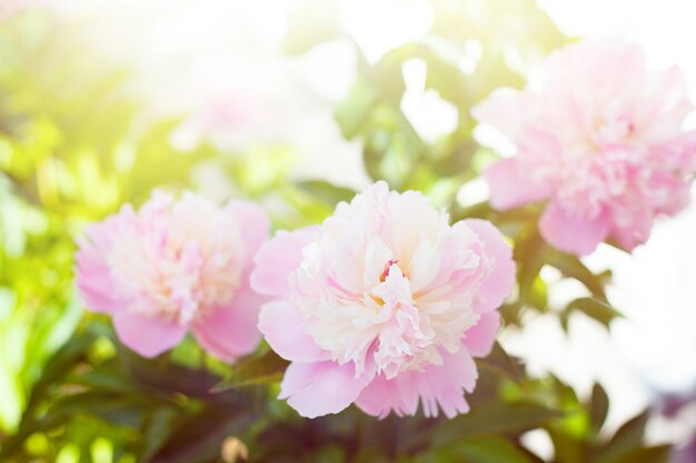 Peonia bianca