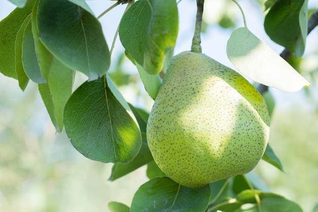 Pera verde sul bordo di un ramo verde