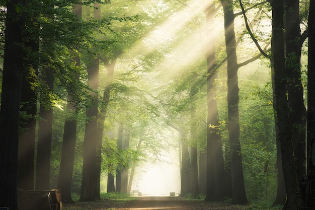 Percorso in mezzo agli alberi a foglia verde con il sole che splende attraverso i rami