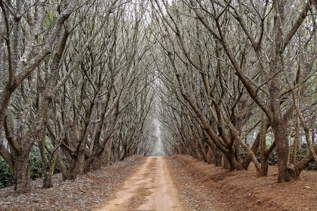 Percorso in mezzo agli alberi senza foglie