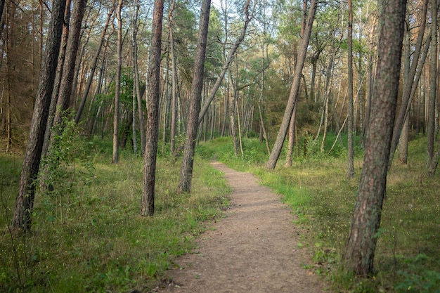 Percorso in una foresta ricoperta di erba e alberi sotto la luce del sole durante il giorno