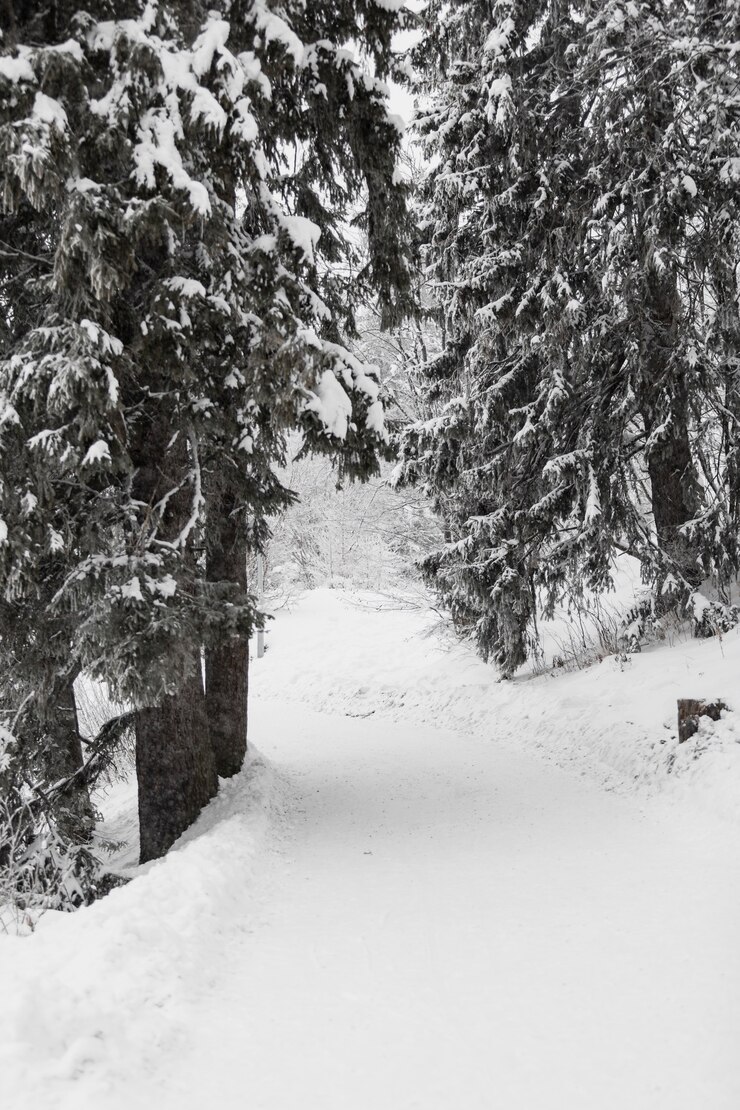 Foto gratuito percorso nella foresta invernale