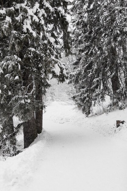 Percorso nella foresta invernale