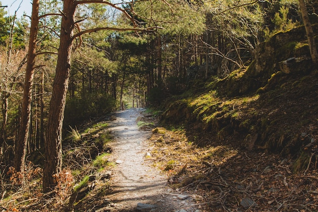 Percorso selvatico attraverso la foresta