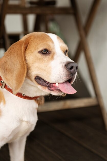 Persona anziana con il suo cane