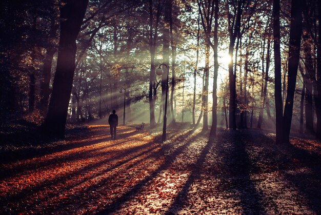 Persona che cammina su un bellissimo sentiero ricoperto di foglie autunnali