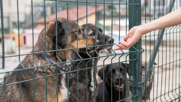 Persona che raggiunge i cani attraverso la recinzione al riparo