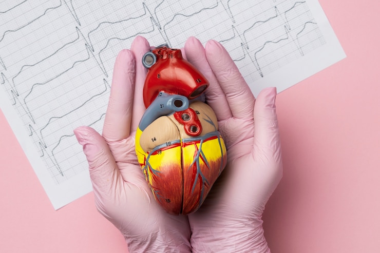 Foto gratuito persona in possesso di un modello di cuore anatomico a scopo educativo
