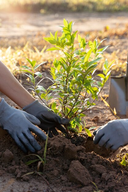 Persone che piantano alberi in campagna