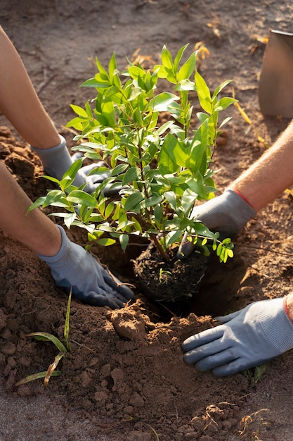 Persone che piantano alberi in campagna