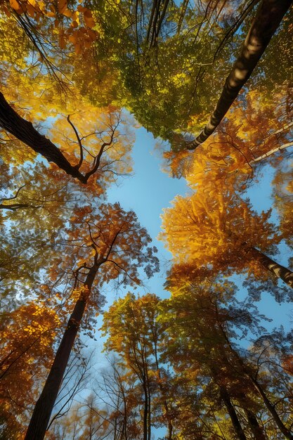 Perspettiva a basso angolo di un albero con un bellissimo baldacchino