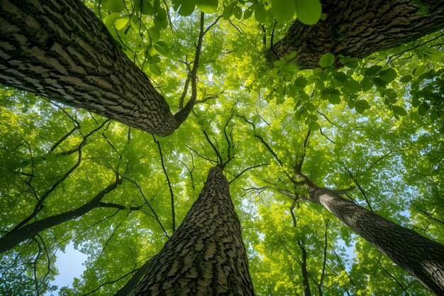 Perspettiva a basso angolo di un albero con un bellissimo baldacchino