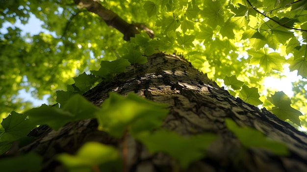 Perspettiva a basso angolo di un albero con un bellissimo baldacchino