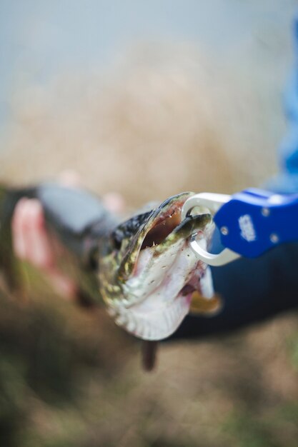 Pesatura del pesce appena pescato