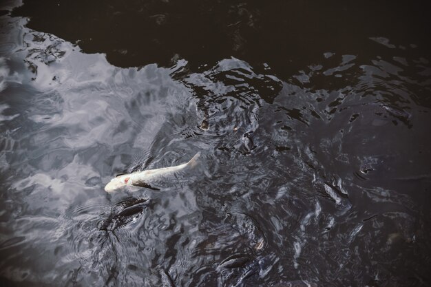 Pesce bianco su un lago