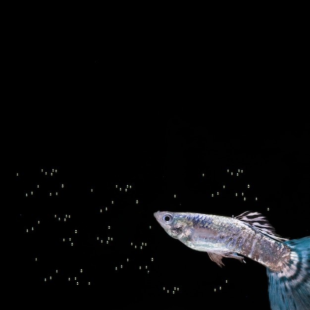 Pesce blu di betta con le bolle e lo spazio della copia