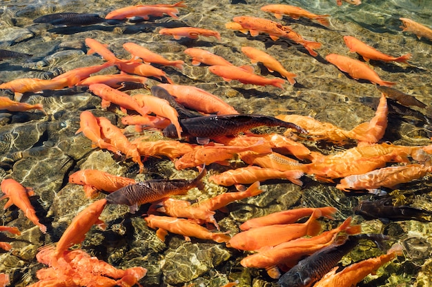 pesce carpa arancione in piscina in Giappone