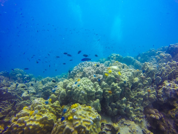 pesce luce solare laguna degli animali esotici