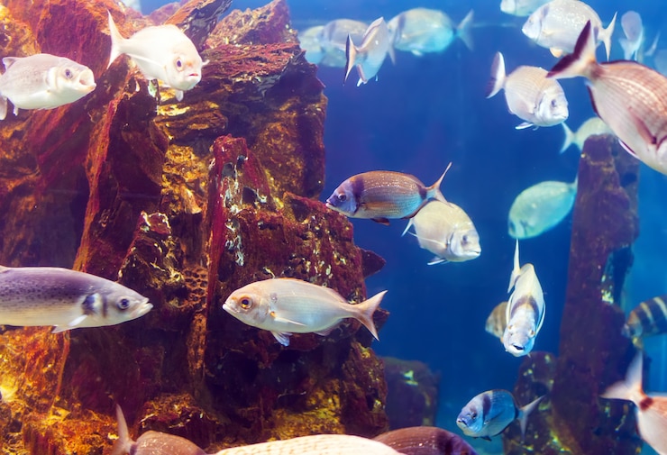 Foto gratuito pesce mediterraneo