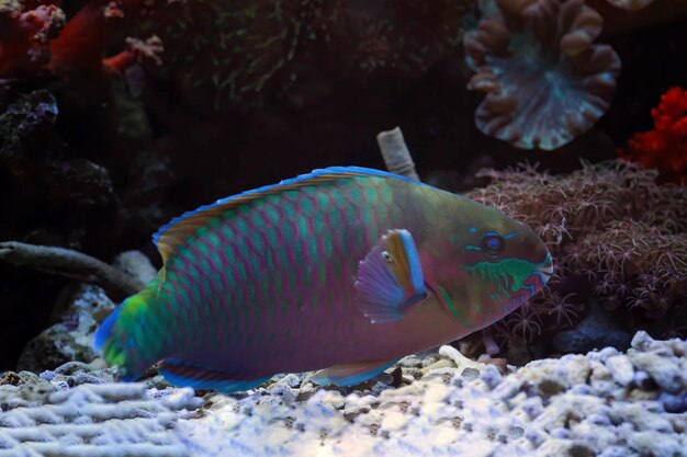 Pesce pappagallo blu o pesce pappagallo humphead verde primo piano dalla vista laterale