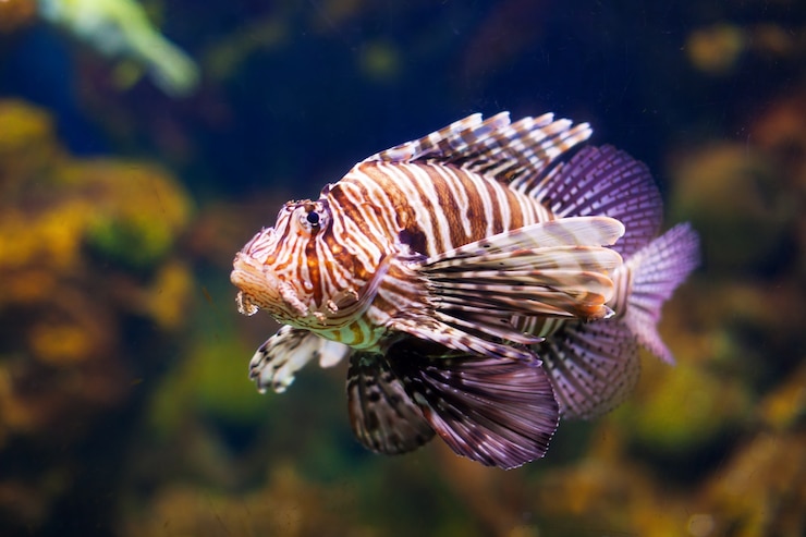 Foto gratuito pesce rosso di leone