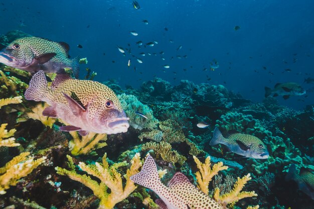 Pesce tropicale su corallo