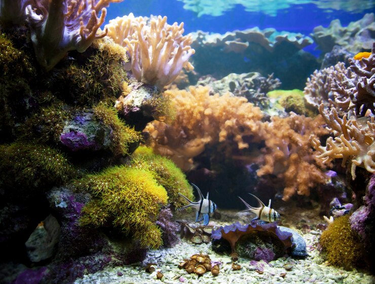 Foto gratuito pesci che nuotano sul fondo del mare
