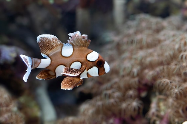 pesci Sweetlips maculati sul fondo del mare e barriere coralline bellezza subacquea di pesci Sweetlips maculati e barriere coralline