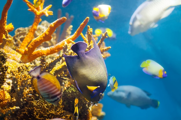 Pesci tropicali multicolori a corallo