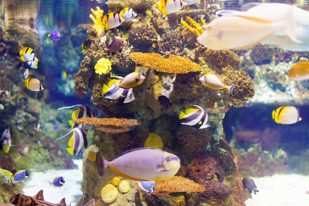 pesci tropicali nella zona della barriera corallina