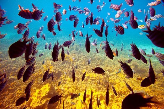pesci tropicali sulla barriera corallina