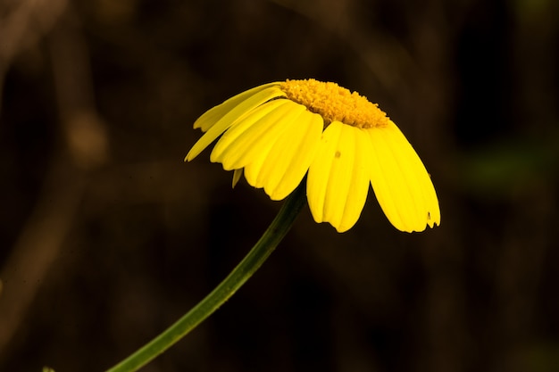 Petali cadenti di Crown daisy Glebionis coronaria